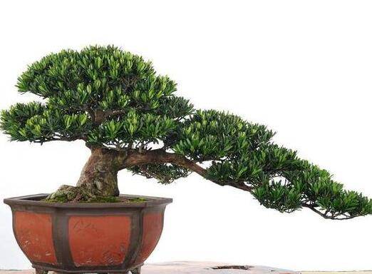 刚买回来的罗汉松盆景怎么养