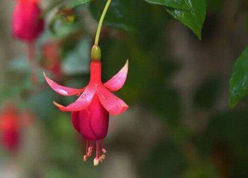 倒挂金钟的养殖方法和注意事项