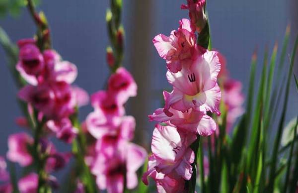 盆栽剑兰怎么养长得好