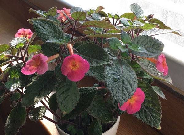 8个关于长筒花的养护建议分享