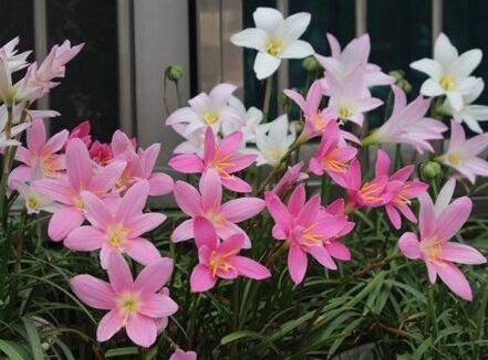风雨兰怎么养 风雨兰种植注意事项