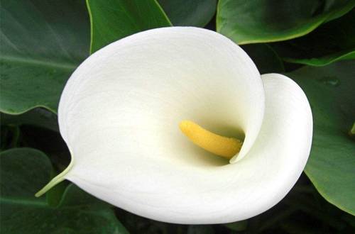 1550298810409920.jpg 白花马蹄莲盆栽养护技巧