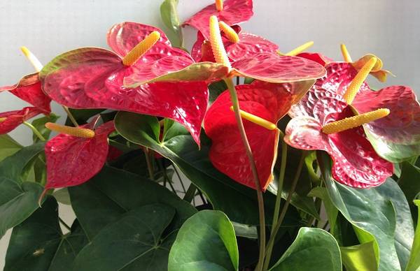 红掌冬天怎么养 关键养护技巧在这里