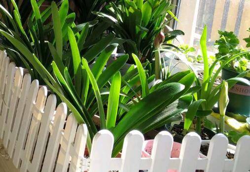 说说冬天养花的几个注意事项 别把花冻死了