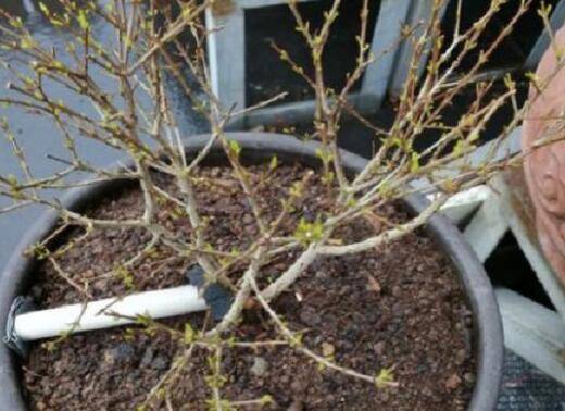 盆栽石榴发芽期的养护管理方法