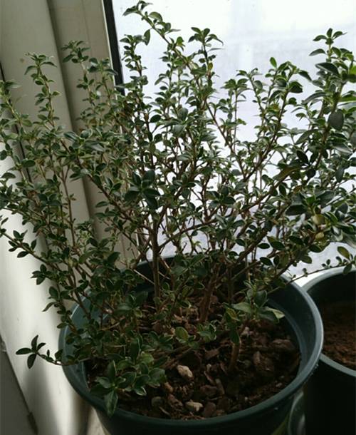 1576306657568923.jpg 盆栽六月雪冬天的正确养护技巧