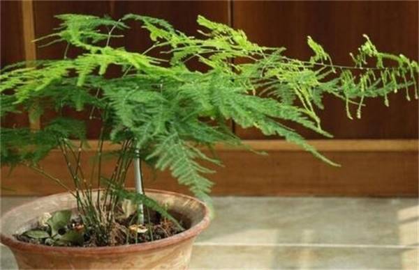 文竹冬季的养护要点技巧