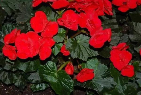 丽格海棠盆栽养护方法