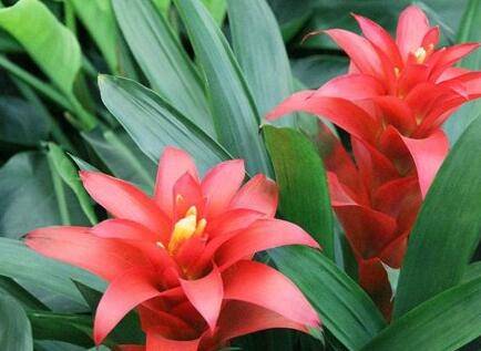 鸿运当头的家庭养护技巧和注意事项