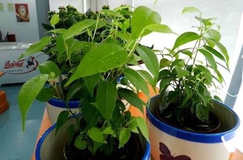 1553670843178151.jpg 春季受冻苗木补救的方法