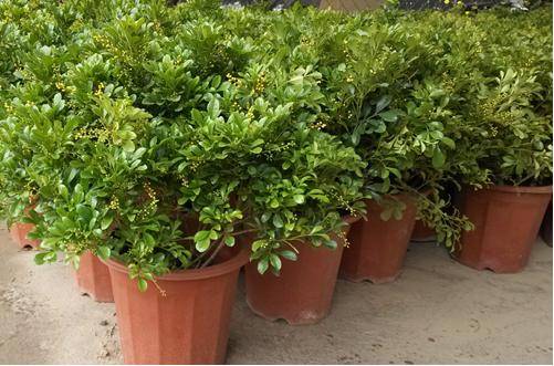 1468401862349633.jpg 米兰花的养殖注意要点