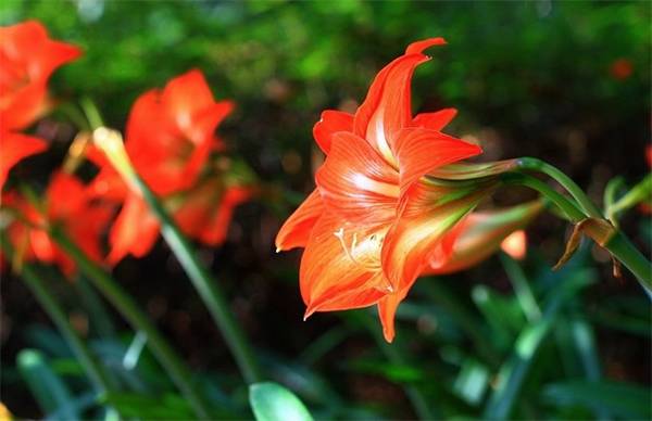 紫根兰好养吗 养殖重点介绍