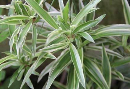 银边吊兰怎么养银边不消失