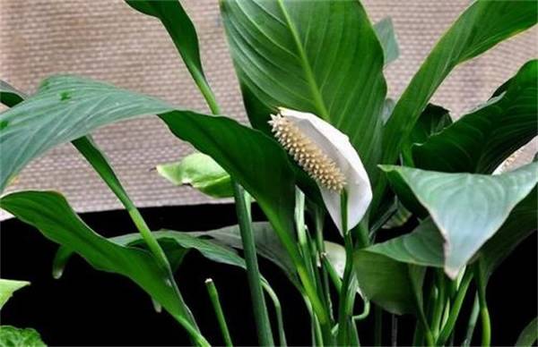 白鹤芋白掌叶片下垂原因及解决方法