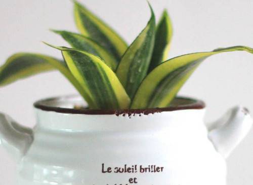 虎皮兰用什么花盆养好?深盆还是浅盆