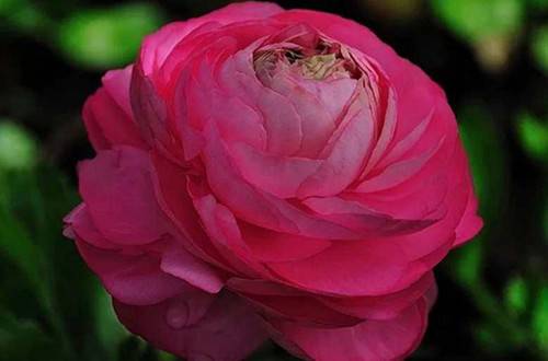 1549816285108853.jpg 盆栽芹叶牡丹养好有什么秘诀