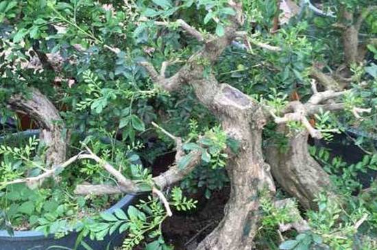 九里香盆景的养殖方法和注意事项