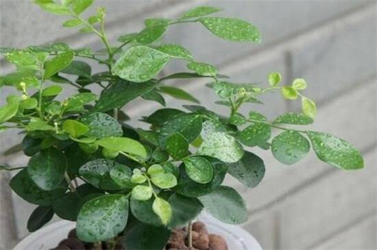 九里香盆景的养殖方法和注意事项