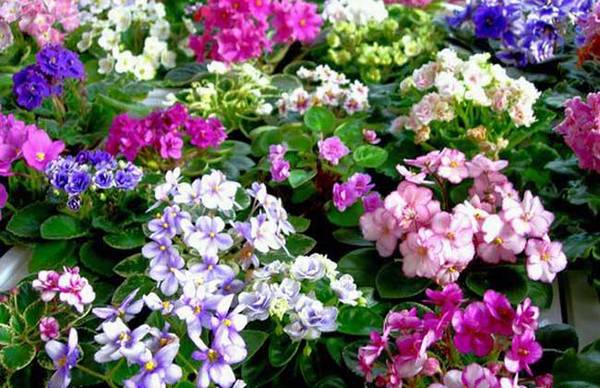 非洲紫罗兰的养殖方法和注意事项