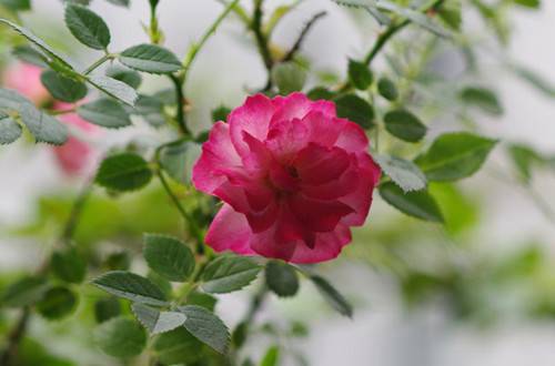 1532933158134698.jpg 微型月季的养护技巧