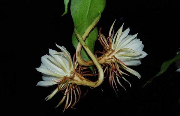 盆栽昙花养植方法