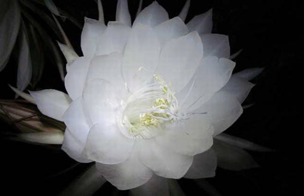 盆栽昙花养植方法