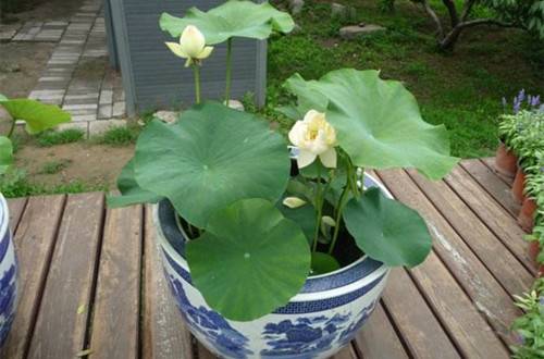 1489382283856504.jpg 盆栽荷花的种植方法和养护要点