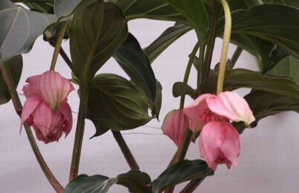 宝莲花的盆栽养殖方法