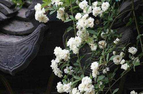 1563672607487636.jpg 大夏天能经得起大太阳的植物 木香花怎么养