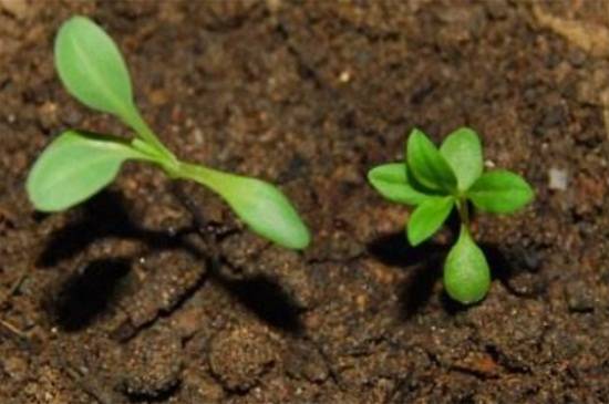 太阳花发芽老是死苗的原因