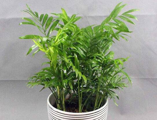 袖珍椰子好种吗?袖珍椰子的盆栽养殖方法