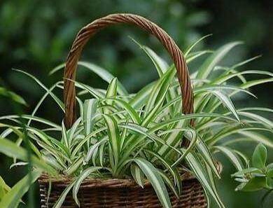 吊兰怎么养不发黄还容易爆盆