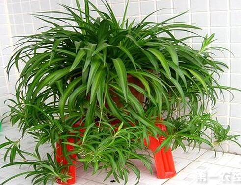 吊兰怎么养不发黄还容易爆盆