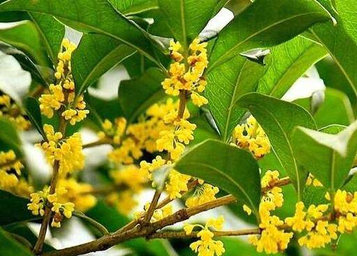 家庭盆栽花卉秋季的养护管理要点