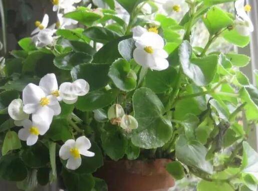 家庭盆栽花卉秋季的养护管理要点