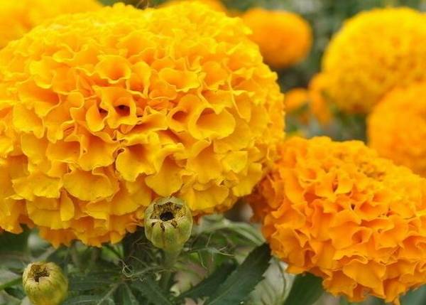 万寿菊盆栽的养法要点