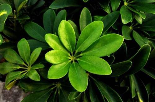 1565272203996013.jpg 鸭掌木长旺盛的养殖方法和注意事项