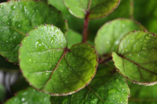 钱多多怎么养 养殖方法和注意事项