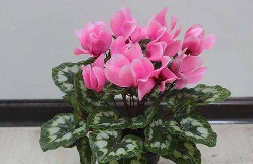 网购盆栽花卉最佳季节和注意事项须知