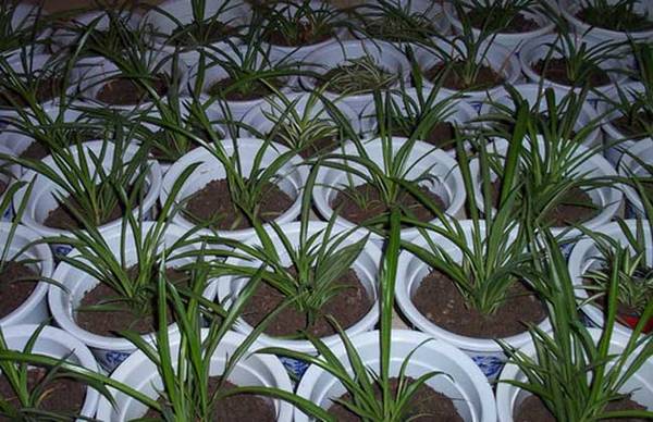 吊兰种子的种植方法和日常养护要点