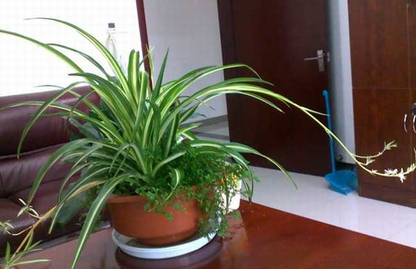 吊兰种子的种植方法和日常养护要点