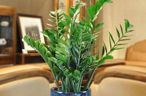 1482993951122296.jpg 家庭办公室盆栽绿植选购技巧