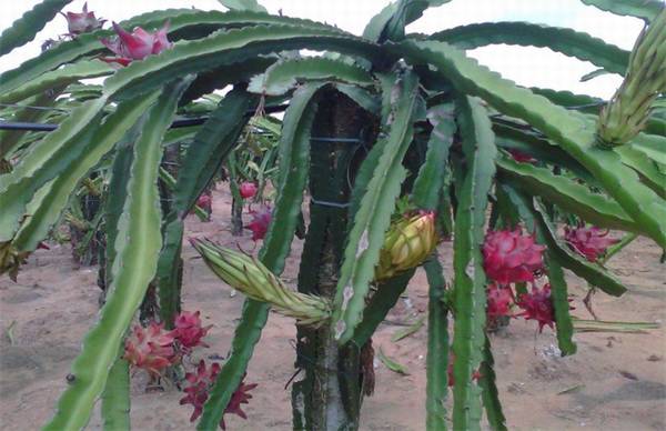 火龙果的枝叶怎么修剪 火龙果修剪方法