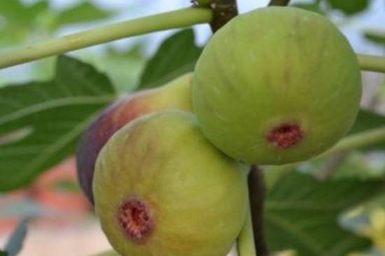 无花果真的不开花就能结果吗