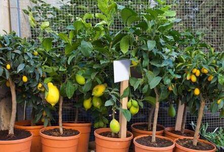 盆栽柠檬怎么多结果,注意抓住七个环节