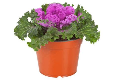 1573728213854051.jpg 羽衣甘蓝盆栽怎么养