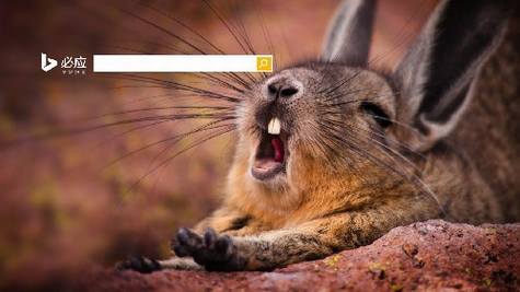 微软公布2013年必应搜索十大首页美图