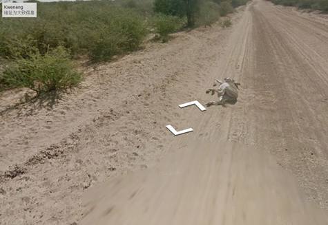 谷歌街景车疑撞死一头驴