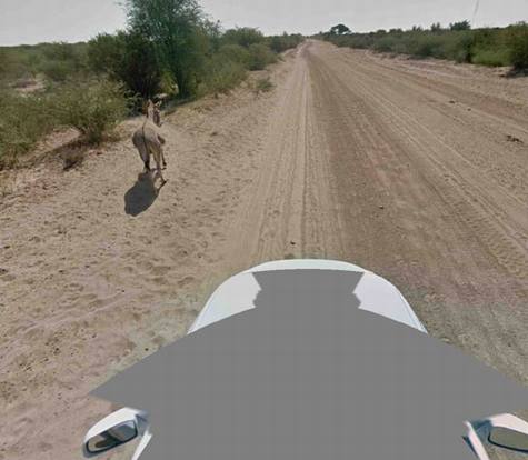 谷歌澄清:街景车没有撞死驴