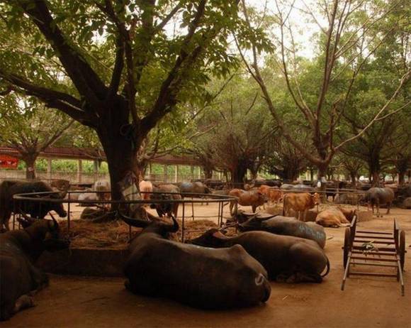 ��ݸ�������ţ��